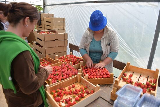 Abkhazia Agriculture Strawberry Harvest