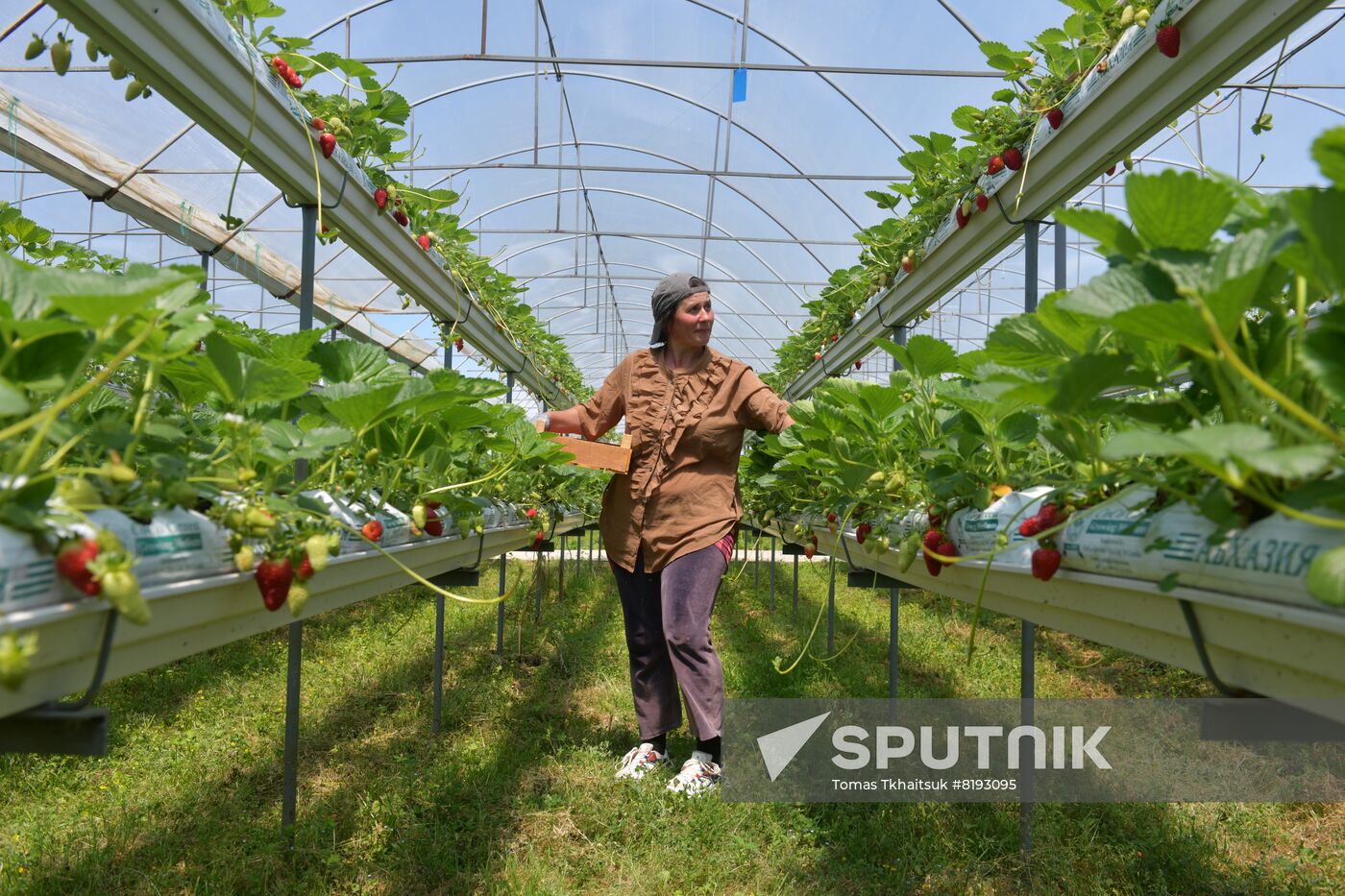 Abkhazia Agriculture Strawberry Harvest