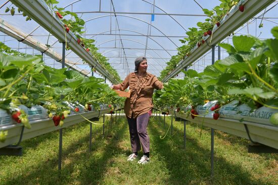Abkhazia Agriculture Strawberry Harvest