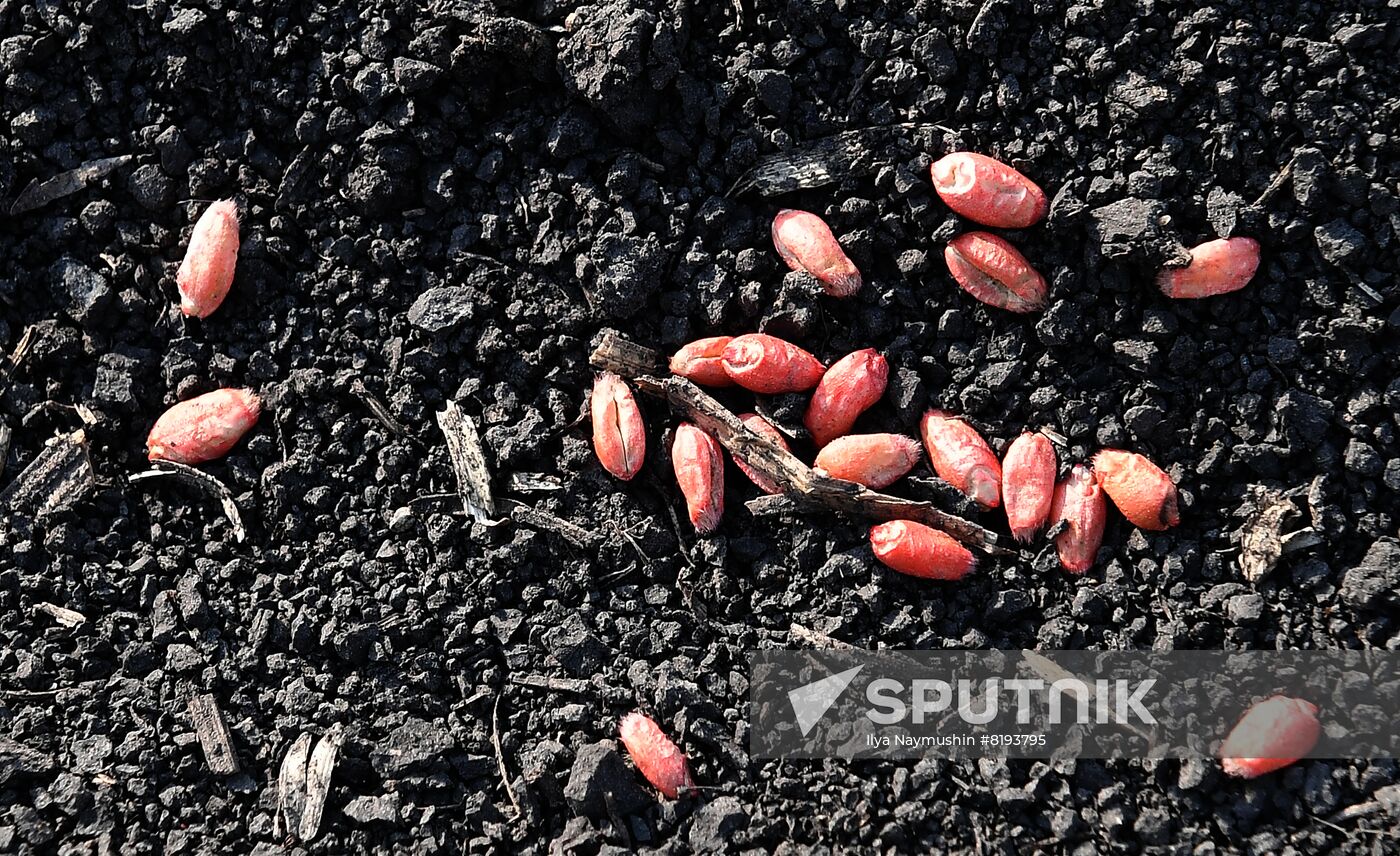Russia Agriculture Sowing