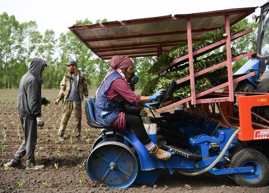 Russia Agriculture