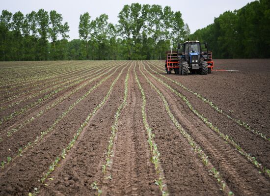 Russia Agriculture
