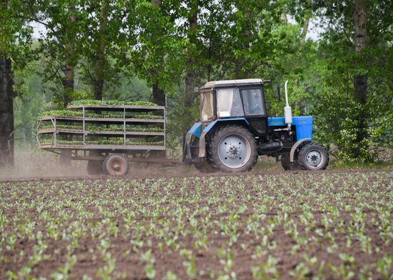 Russia Agriculture
