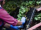 Workers are seen as they planting cabbage crops in the fields of the Michurinets farming enterprise in the village of Izdrevaya, Novosibirsk Region, Russia. Location: Russia, Novosibirsk Region. Author: Alexandr Kryazhev/Sputnik. Russia Agriculture