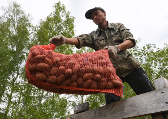 Russia Agriculture