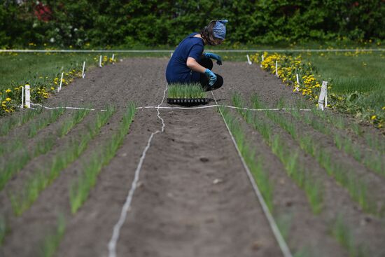 Russia Agriculture