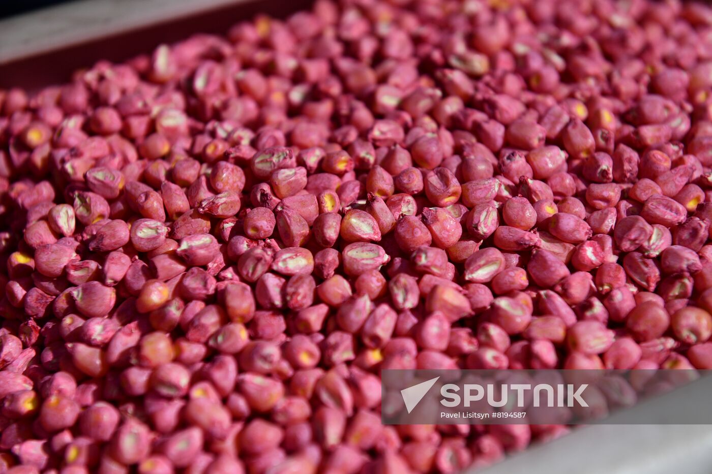 Russia Agriculture Sowing