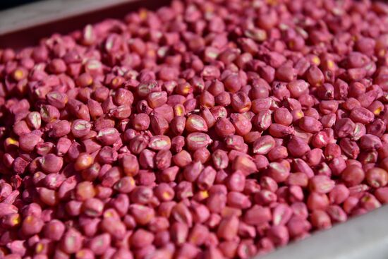 Russia Agriculture Sowing 