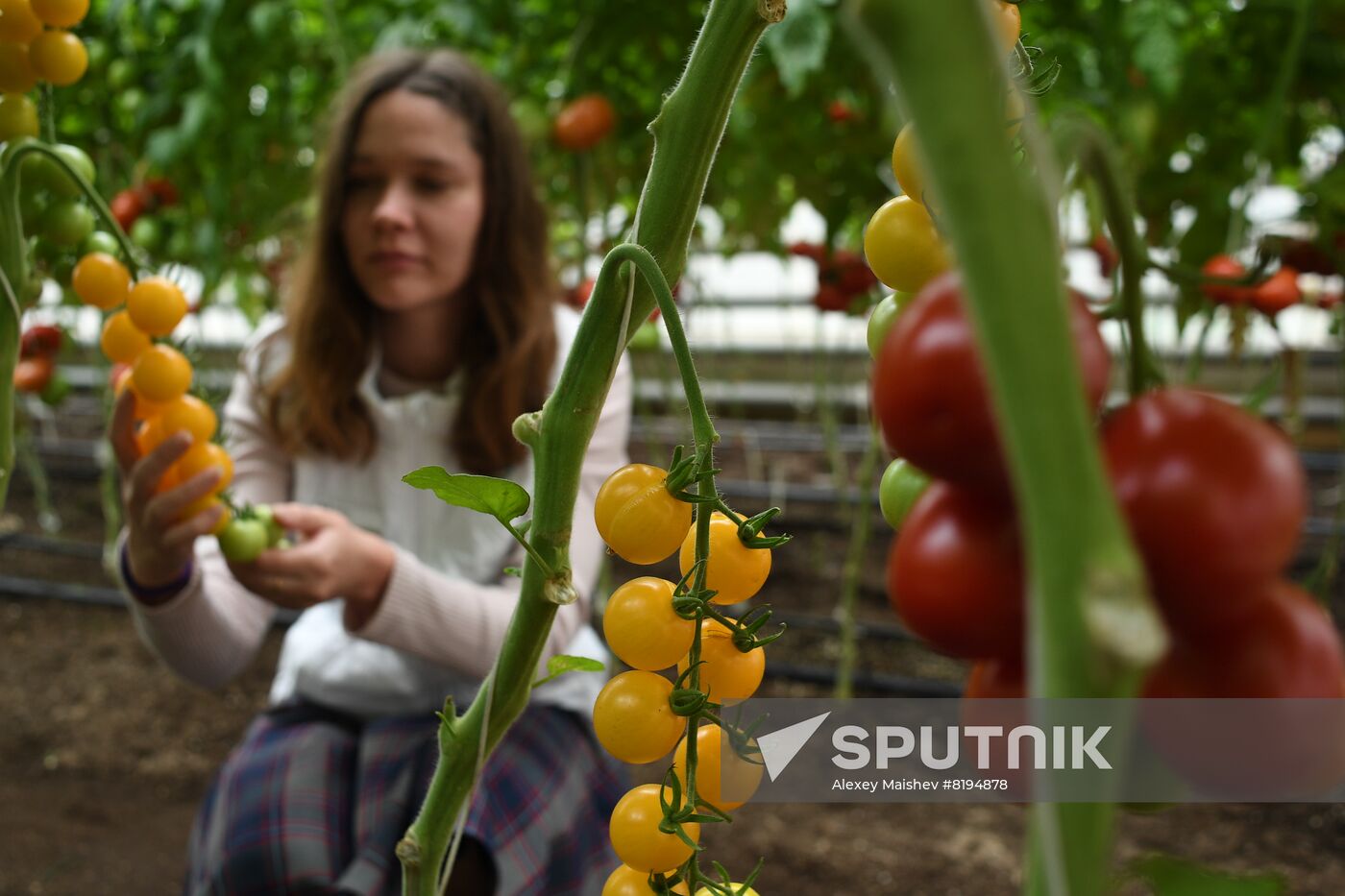 Russia Agriculture Seed Production