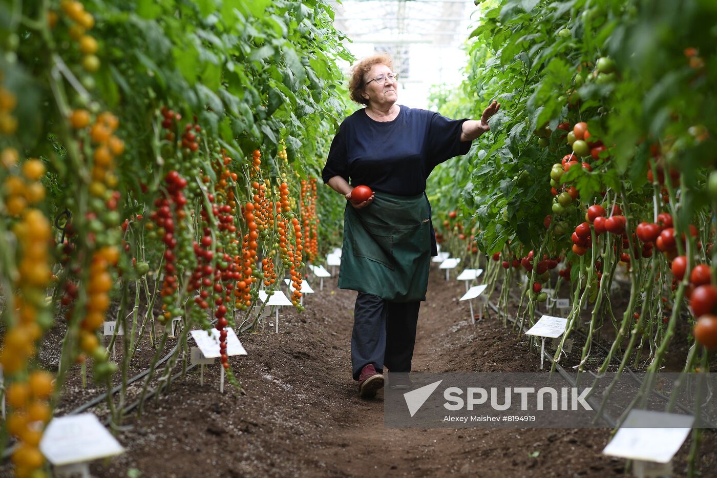 Russia Agriculture Seed Production