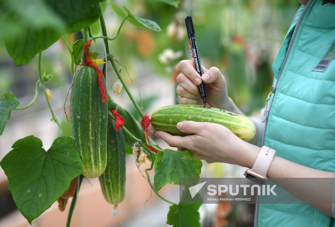 Russia Agriculture Seed Production