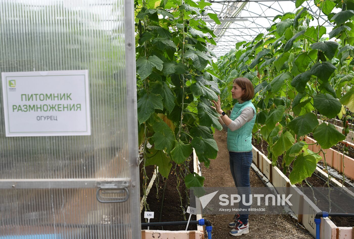 Russia Agriculture Seed Production