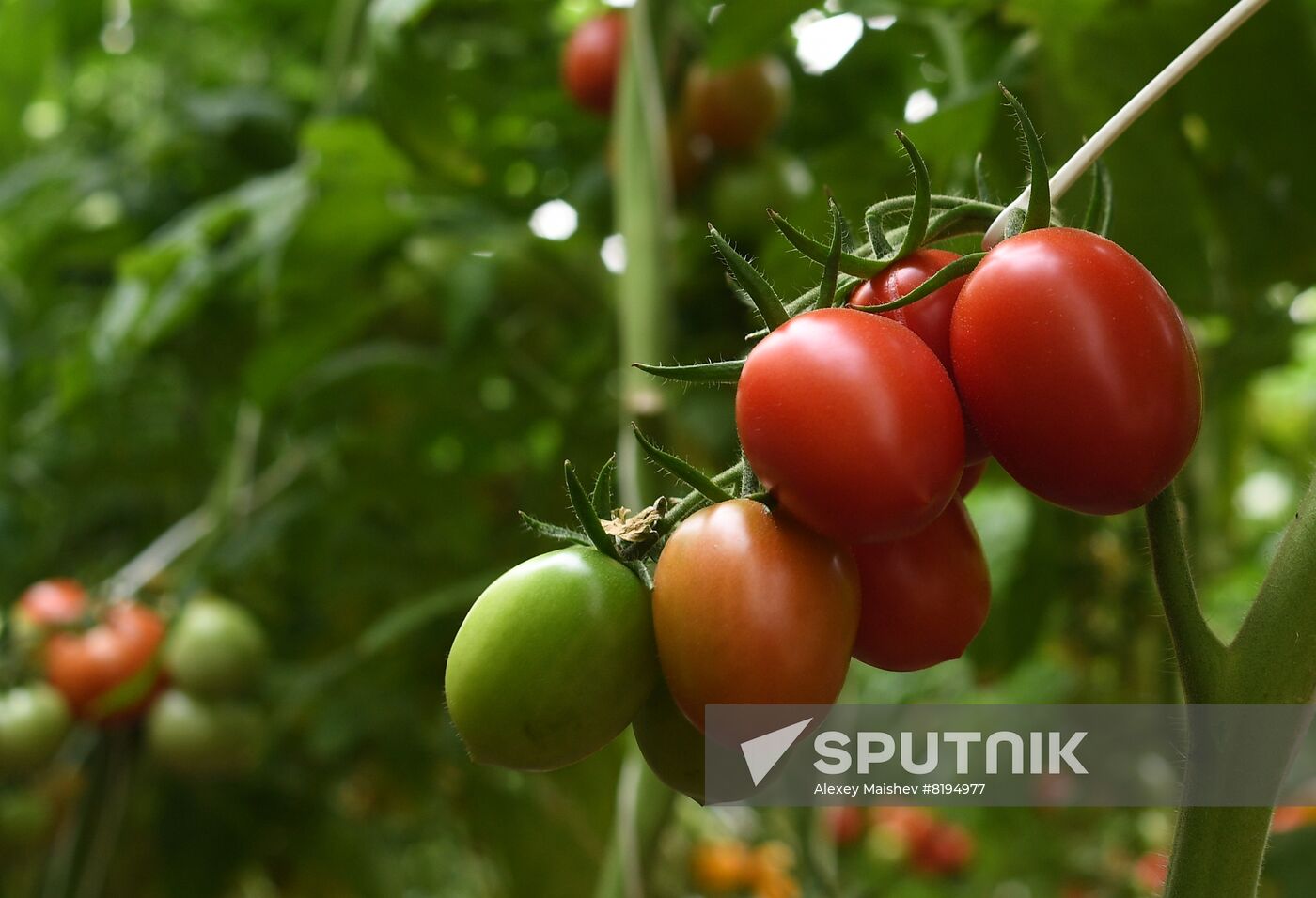 Russia Agriculture Seed Production