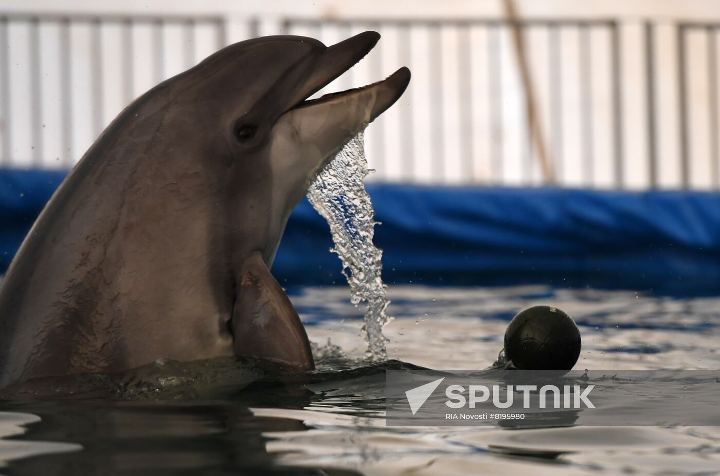 Ukraine Russia Military Operation Dolphinarium