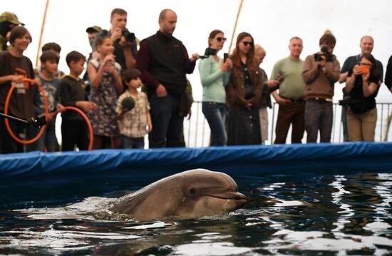 Ukraine Russia Military Operation Dolphinarium