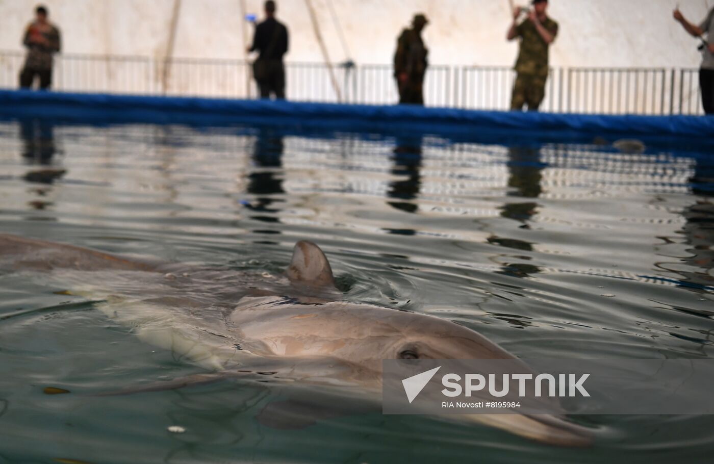 Ukraine Russia Military Operation Dolphinarium