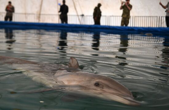 Ukraine Russia Military Operation Dolphinarium