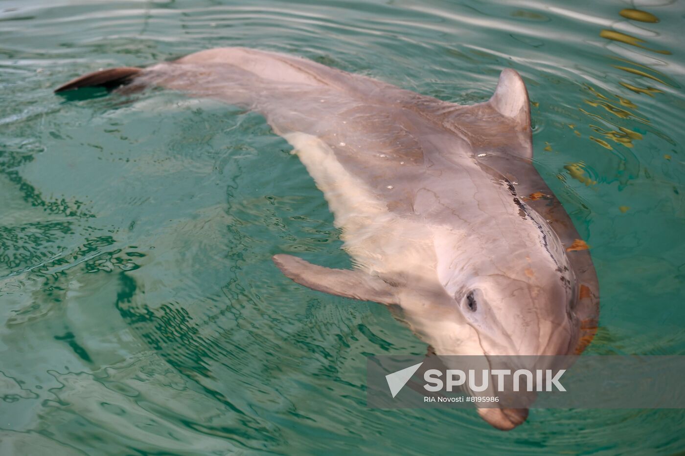 Ukraine Russia Military Operation Dolphinarium