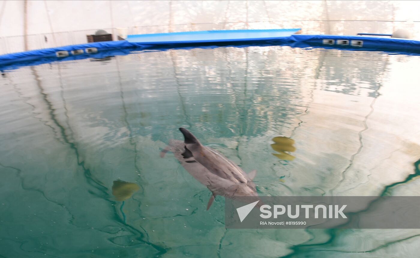 Ukraine Russia Military Operation Dolphinarium