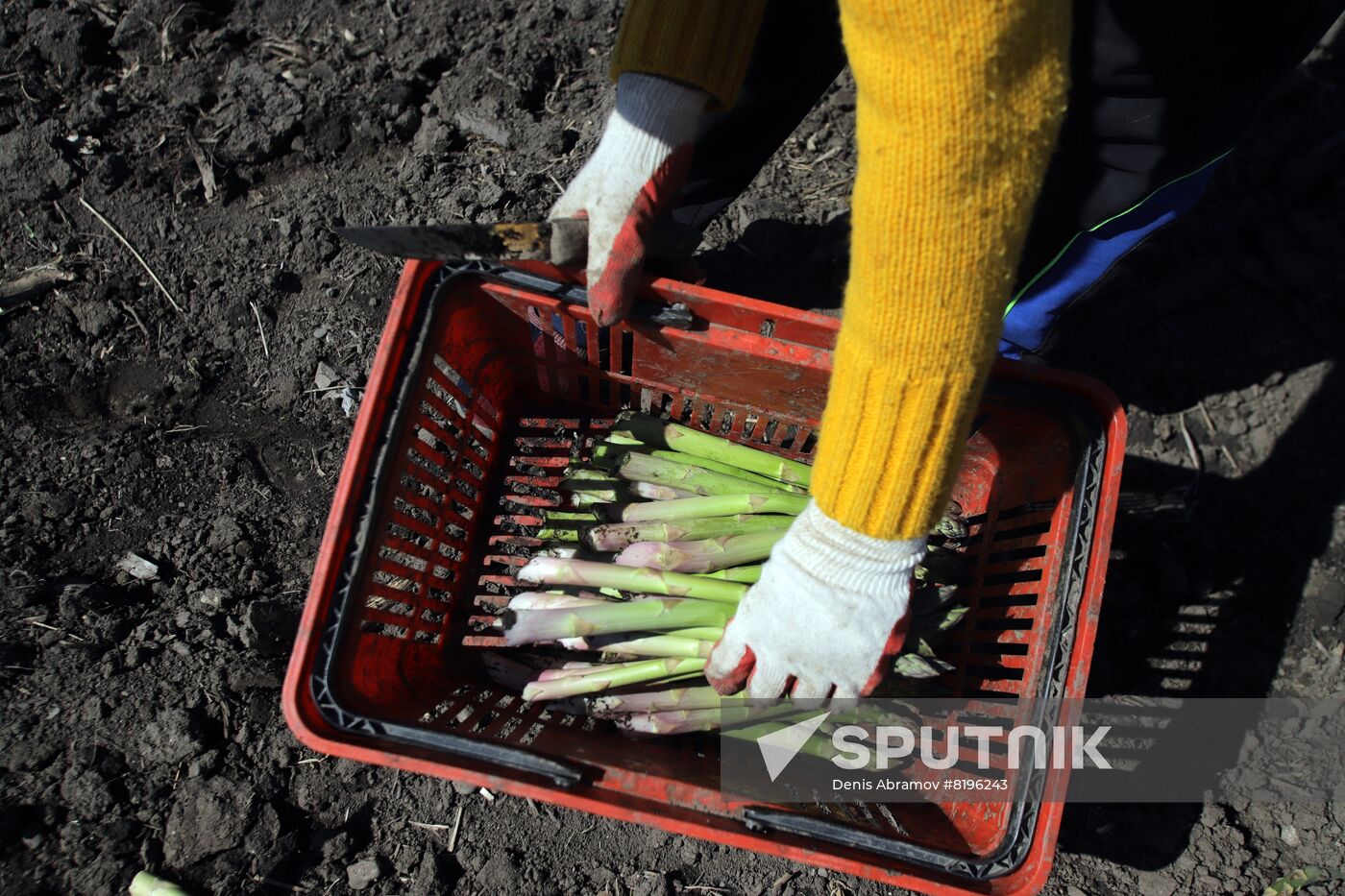 Russia Agriculture Asparagus Harvesting