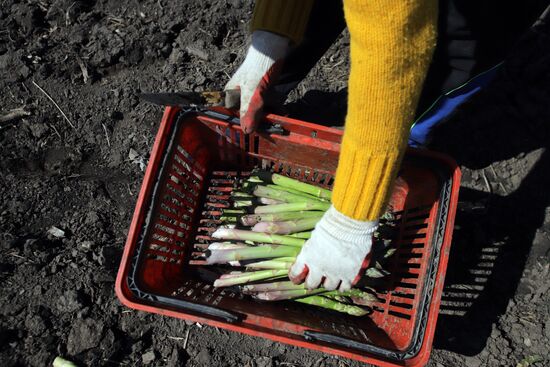 Russia Agriculture Asparagus Harvesting