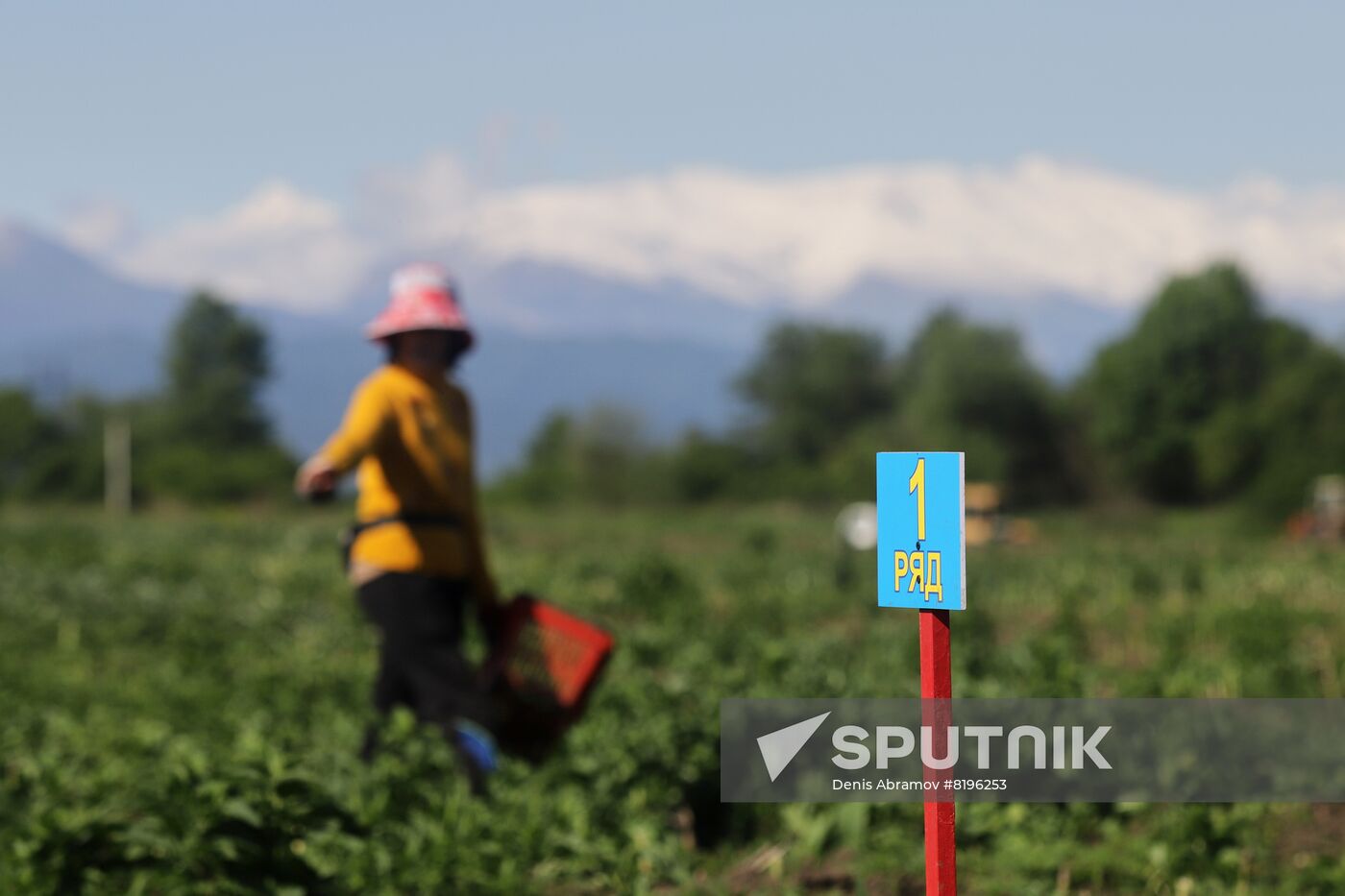 Russia Agriculture Asparagus Harvesting