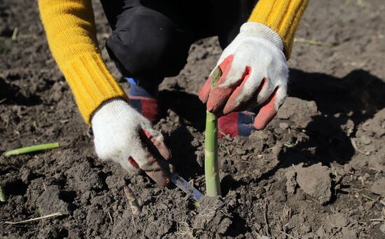 Russia Agriculture Asparagus Harvesting