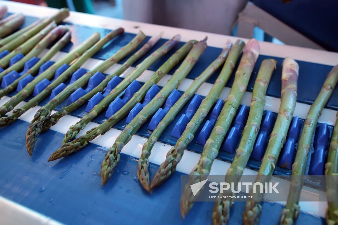 Russia Agriculture Asparagus Harvesting