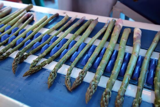Russia Agriculture Asparagus Harvesting
