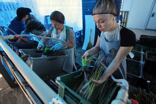 Russia Agriculture Asparagus Harvesting