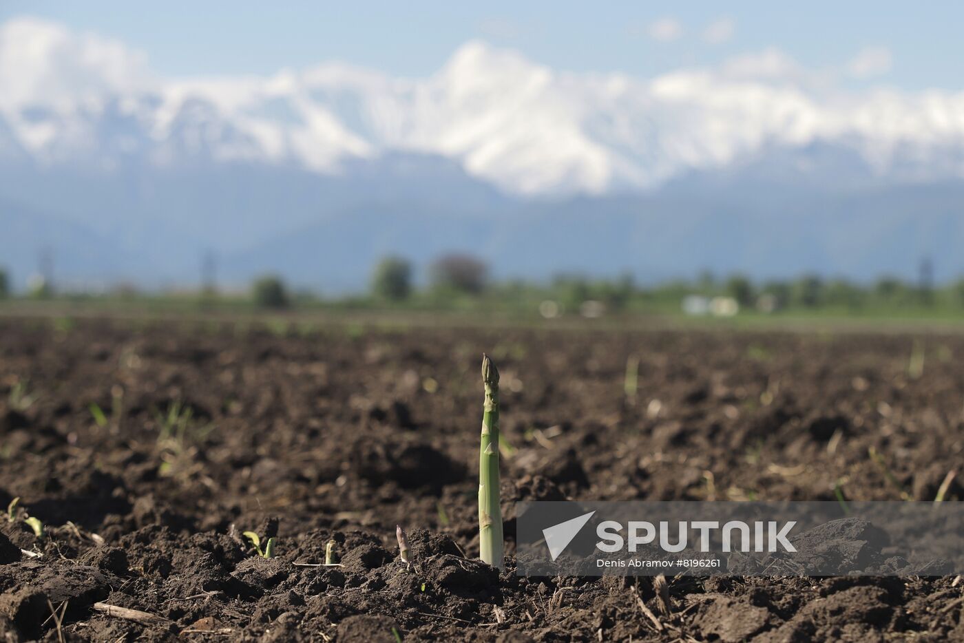 Russia Agriculture Asparagus Harvesting