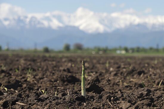 Russia Agriculture Asparagus Harvesting