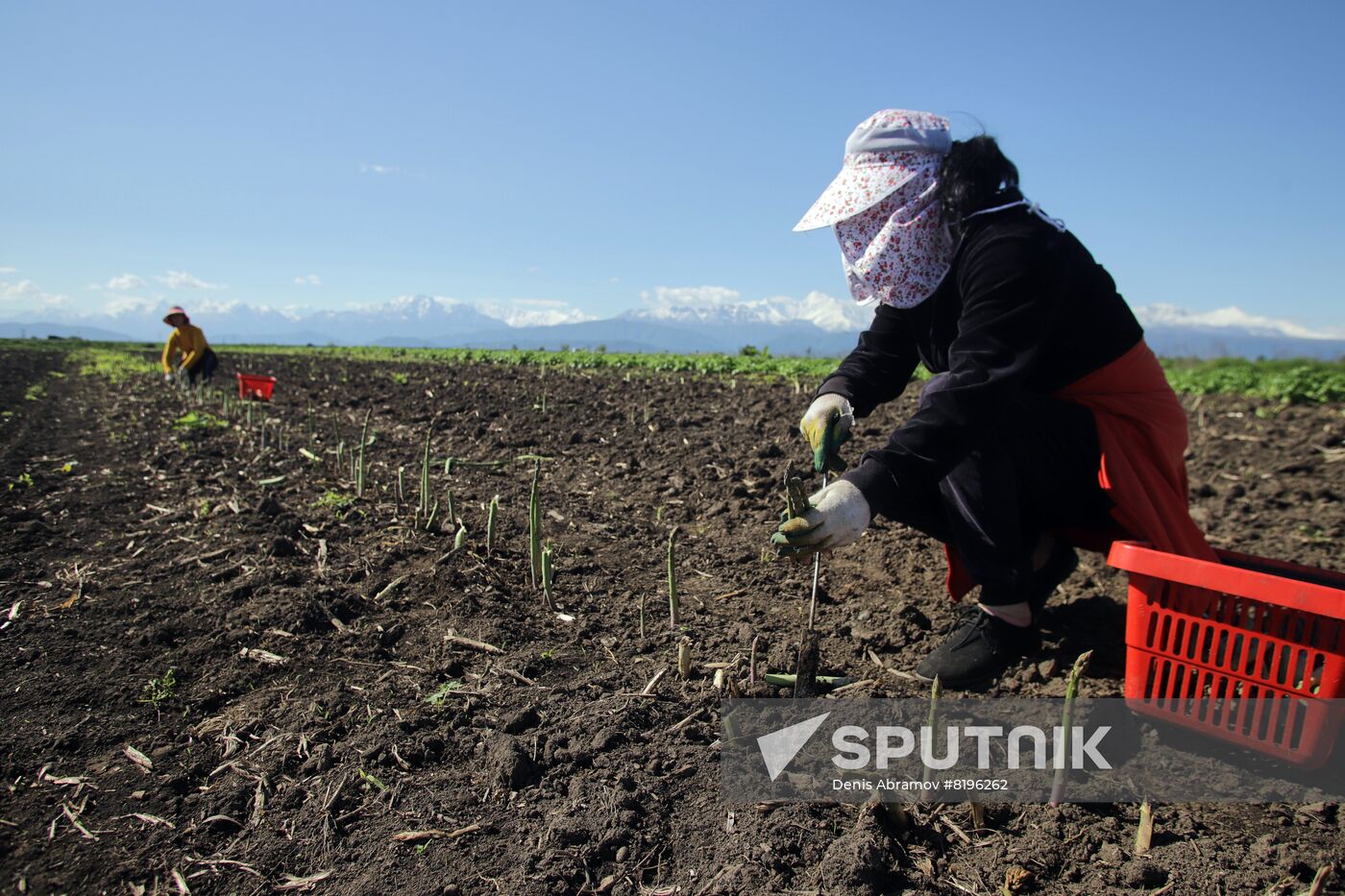 Russia Agriculture Asparagus Harvesting