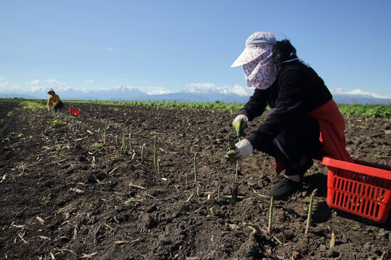 Russia Agriculture Asparagus Harvesting