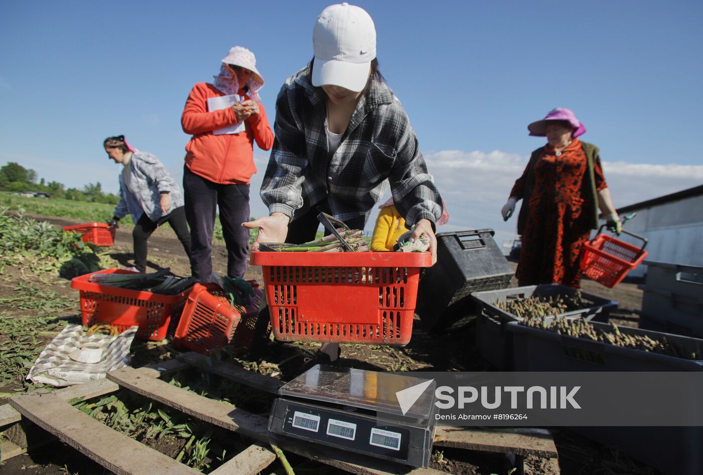 Russia Agriculture Asparagus Harvesting
