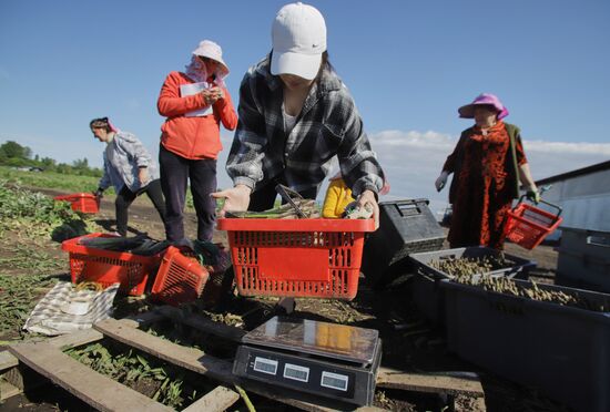 Russia Agriculture Asparagus Harvesting