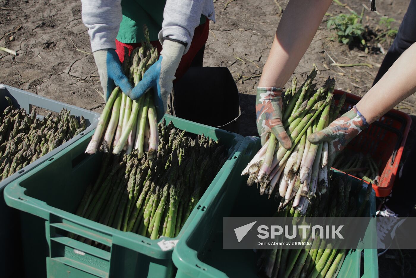 Russia Agriculture Asparagus Harvesting
