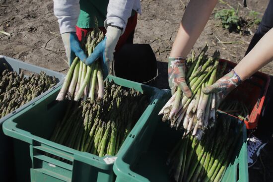 Russia Agriculture Asparagus Harvesting