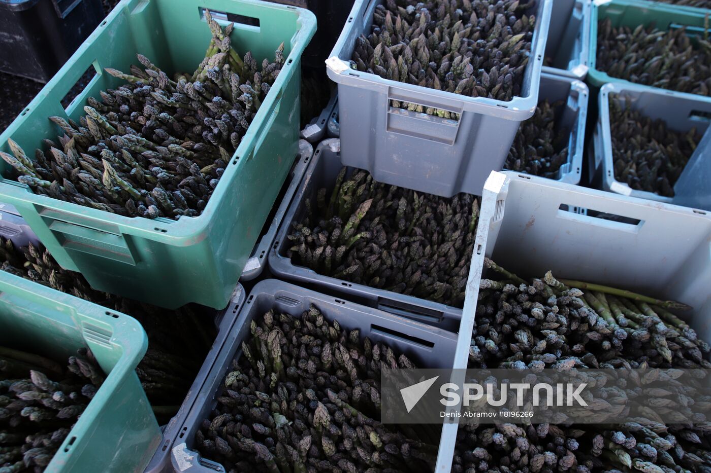 Russia Agriculture Asparagus Harvesting