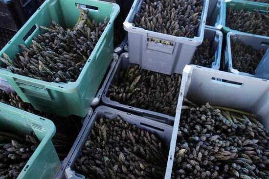 Russia Agriculture Asparagus Harvesting