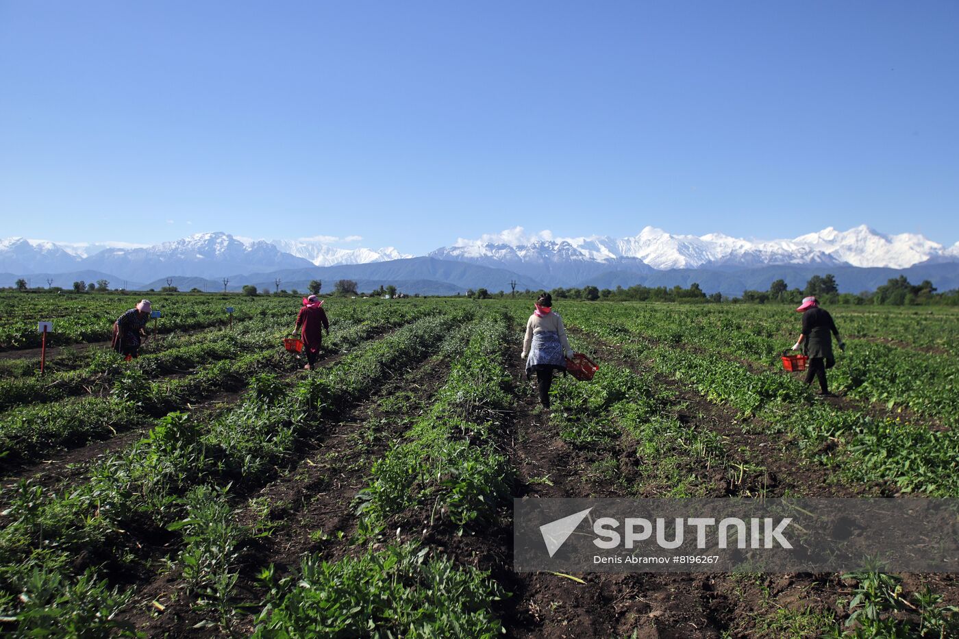 Russia Agriculture Asparagus Harvesting