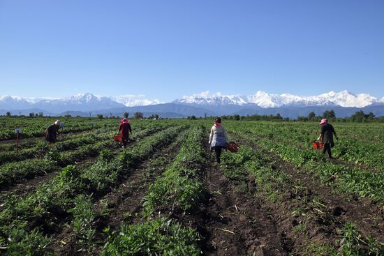 Russia Agriculture Asparagus Harvesting