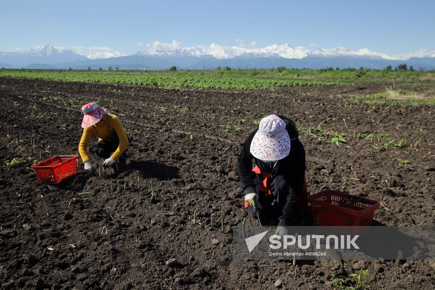 Russia Agriculture Asparagus Harvesting