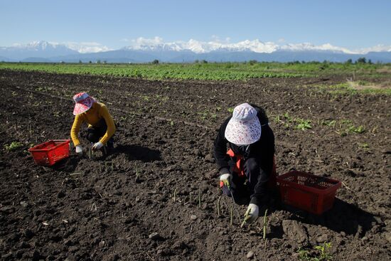 Russia Agriculture Asparagus Harvesting