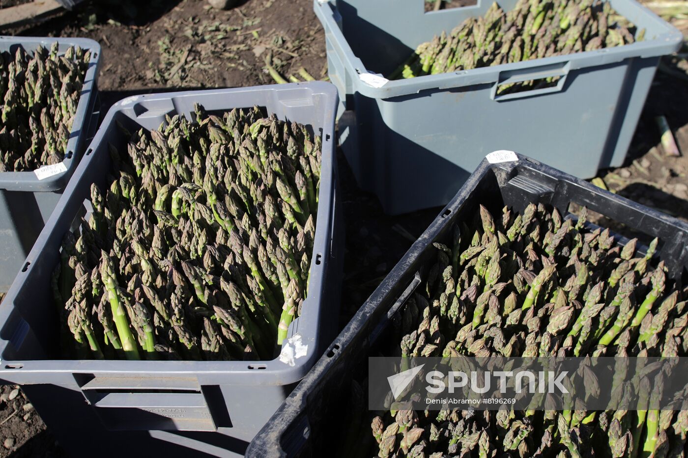 Russia Agriculture Asparagus Harvesting
