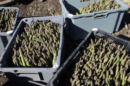 Russia Agriculture Asparagus Harvesting