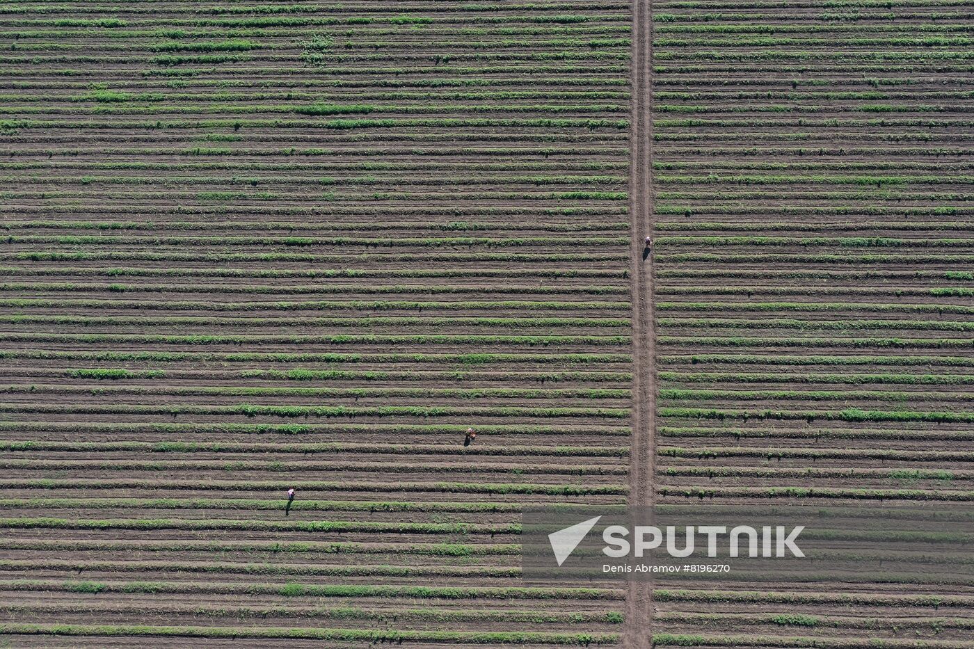 Russia Agriculture Asparagus Harvesting