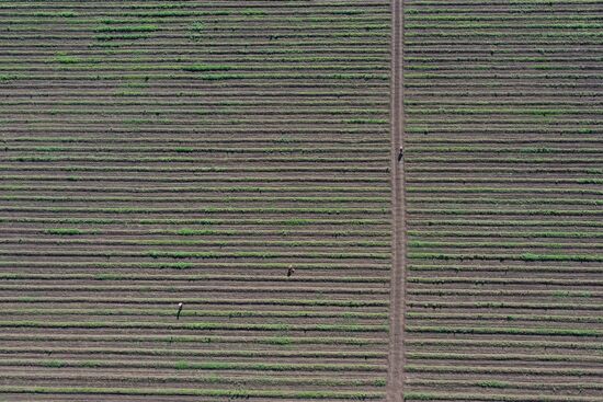 Russia Agriculture Asparagus Harvesting