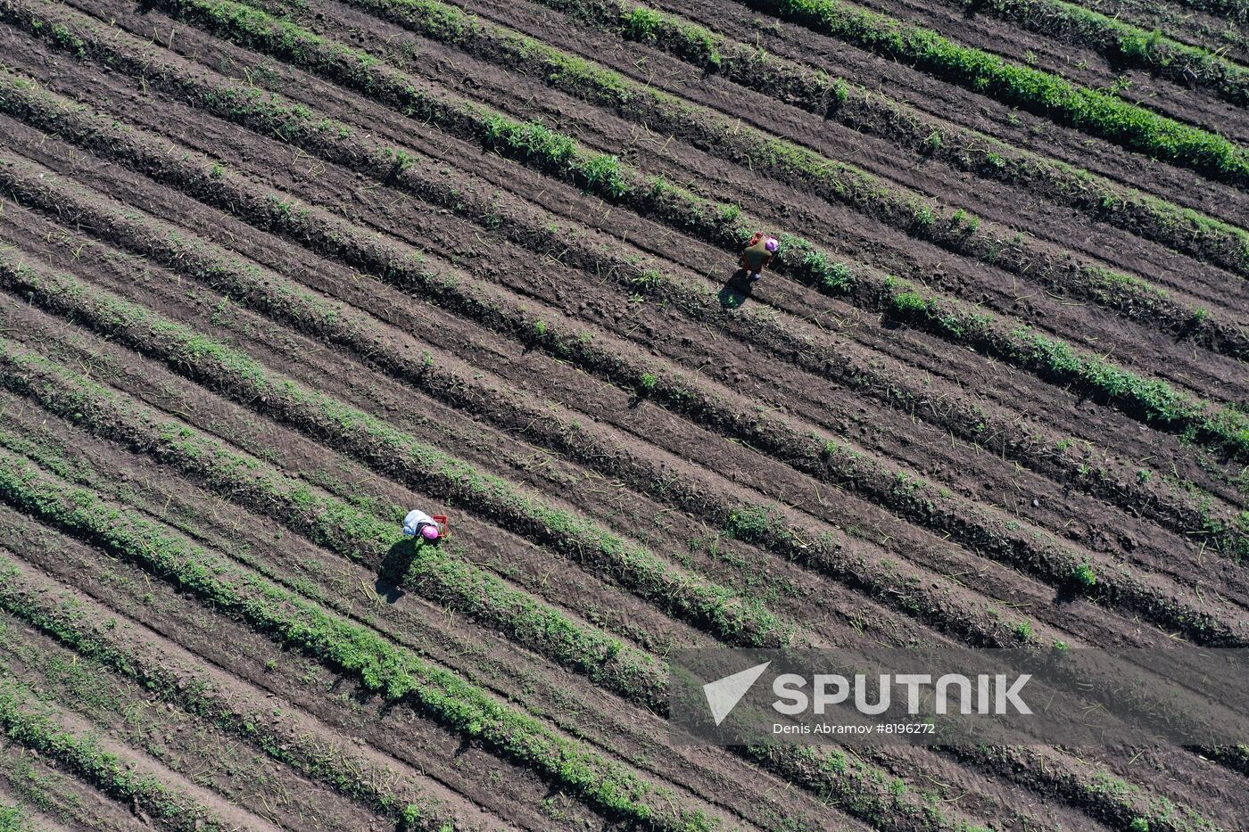 Russia Agriculture Asparagus Harvesting
