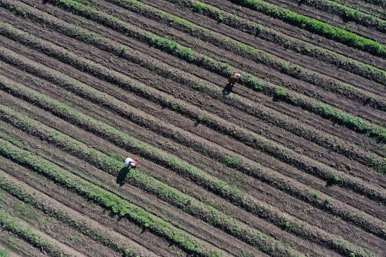 Russia Agriculture Asparagus Harvesting